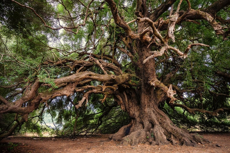 Rustic Tree-trunk Altars
