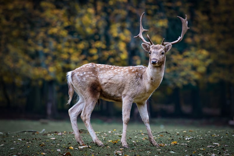 Woodland Creature Mascots